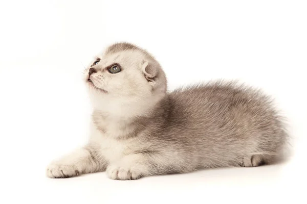 Portre kedi, beyaz arka plan üzerinde İskoç Fold