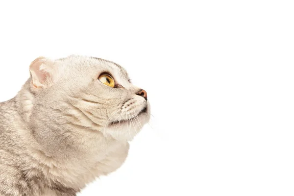 Poster saklanıyor kedi