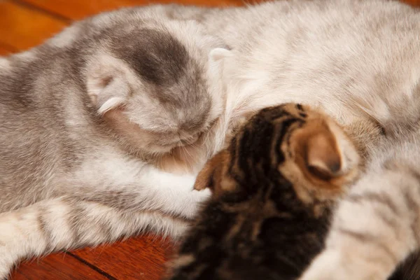 Anne sütü emme yavru kedi
