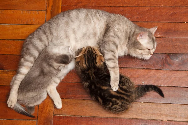 Anne sütü emme yavru kedi