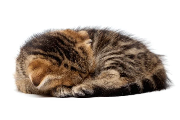 Konu bir top ile İskoç Tabby yavru kedi uyur