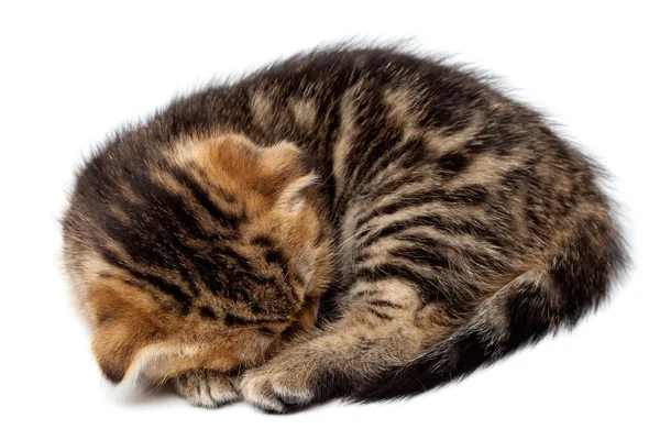 Konu bir top ile İskoç Tabby yavru kedi uyur