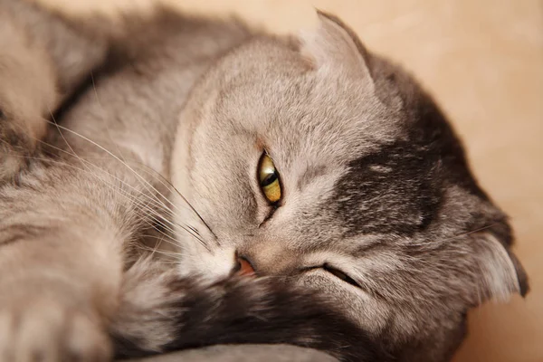 Gri tekir kedi uyku