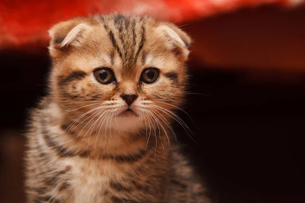 küçük ve güzel tabby yavru kedi kapalı