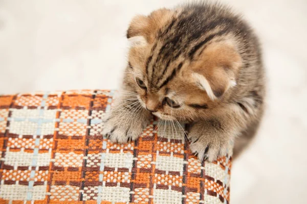 küçük ve güzel tabby yavru kedi kapalı