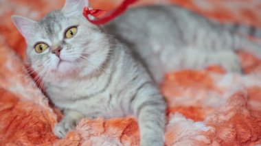 4 görüntüleri kırmızı koltukta 3 oynayan kedi