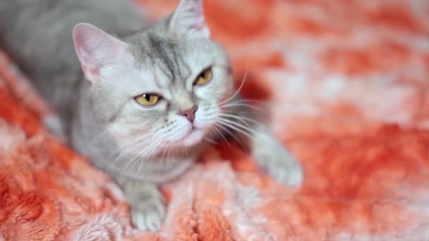 Kucing bermain di sofa merah 1 dari 4 rekaman — Stok Video