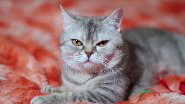 Kucing bermain di sofa merah 4 dari 4 rekaman — Stok Video