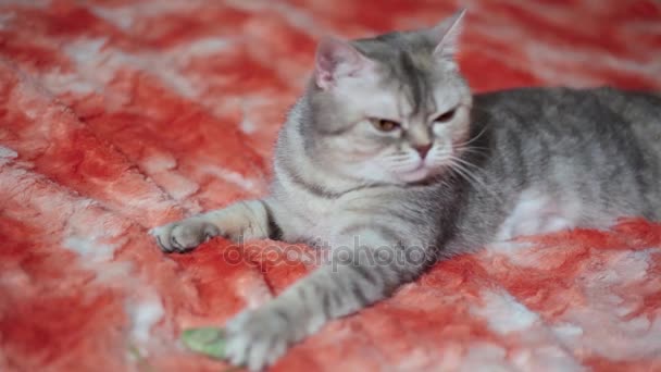 Кот играет на красном диване — стоковое видео
