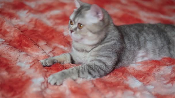 Кот играет на красном диване — стоковое видео