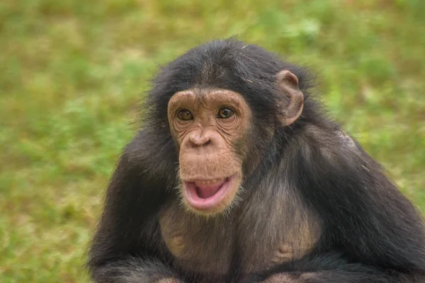 CHIMPANZE, Simios, Monkey —  Fotos de Stock