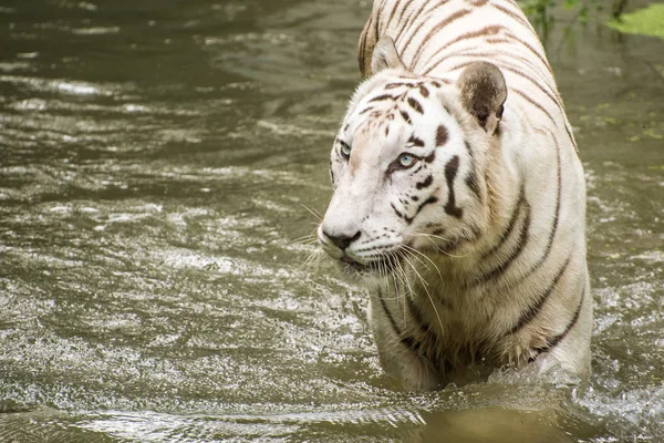 Tiger, white tiger, animals, mammal, bengal tiger