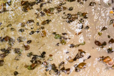 Sonbahar yaprakları ve Lehçe göle ağaçlarının gölgeleri