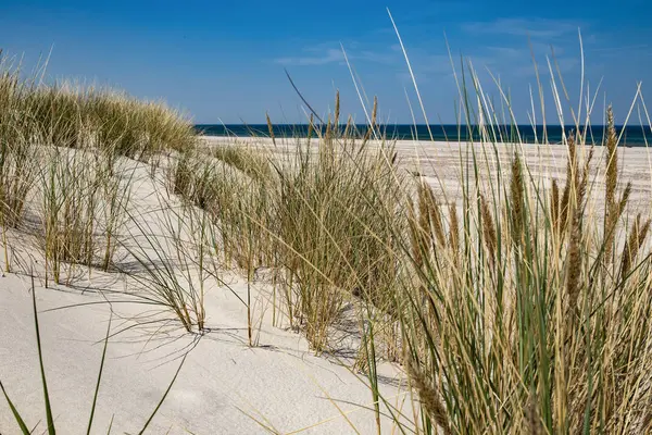 Witte duinen, heldere zandstranden in Polen, Baltische Zee, natuurpark, Leba. — Stockfoto