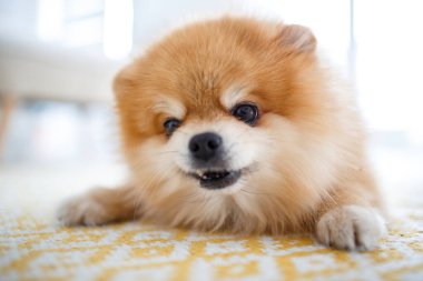 Pomeranya köpeğinin büyük bir portresi. Köpek yerde yatıyor ve dinleniyor. Gözün odak noktasında