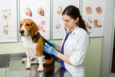 Beagle köpeği bir veteriner tarafından muayene edildi ve muayene edildi. Sağlıklı av köpeği.