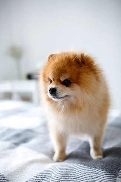 Yatak odasındaki yatakta güzel bir Pomeranya köpeği duruyor.