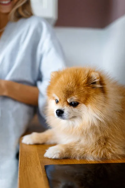 Pomeranya köpeğinin yanında mutlu sarışın kadın. İnsanların ve hayvanların dostluğu..