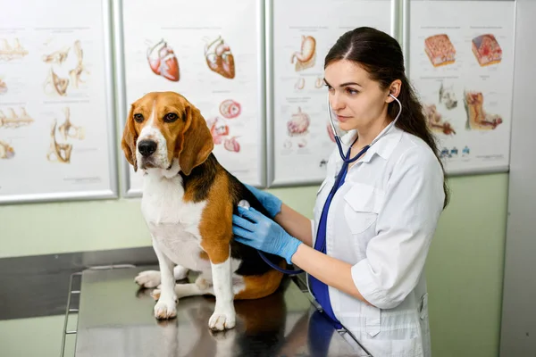 Beagle dog examined and consulted by a veterinarian. Healthy beagle dog