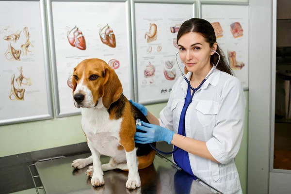 Beagle dog examined and consulted by a veterinarian. Focus on the doctor veterinarian. Portrait