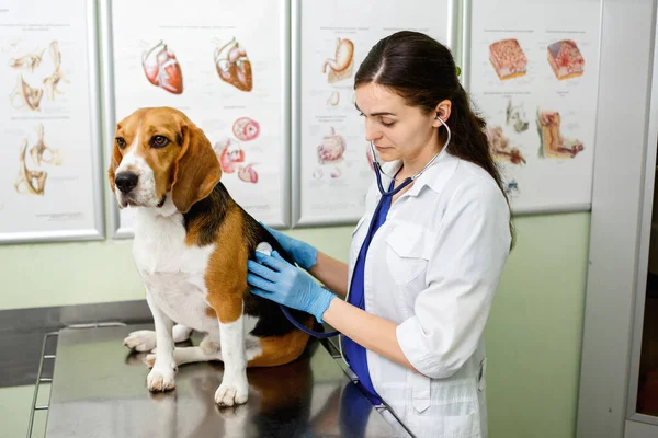 Beagle köpeği bir veteriner tarafından muayene edildi ve muayene edildi. Sağlıklı av köpeği.