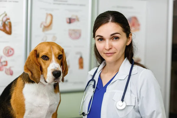 Beagle dog examined and consulted by a veterinarian. Focus on the beagle dog. Portrait.