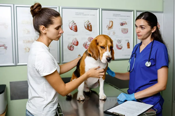 Dueño Trajo Perro Beagle Clínica Veterinaria Para Inspección Perro Fue — Foto de Stock