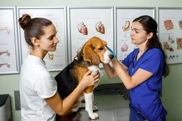 Dono Trouxe Seu Cão Beagle Para Clínica Veterinária Para Inspeção — Fotografia de Stock