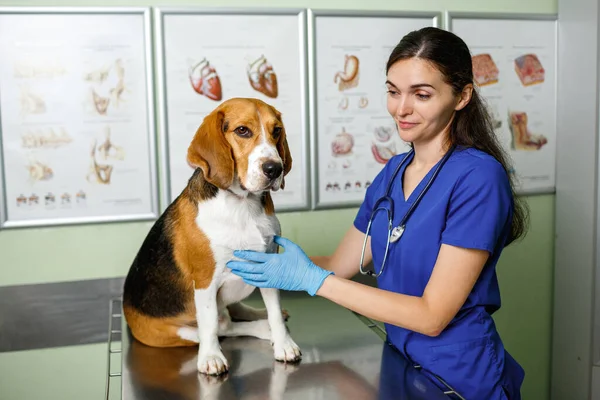 Beagle köpeği veteriner kliniğinde bir doktor tarafından muayene edildi. Köpek incelendi ve kontrol edildi. Portre