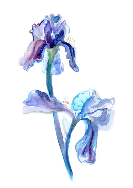 Belle illustration aquarelle de l'iris dans des couleurs bleues et violettes isolées sur blanc. Iris hybride, Iris barabata — Photo