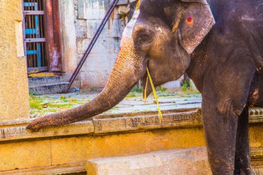 Hampi kutsal Hintli fil