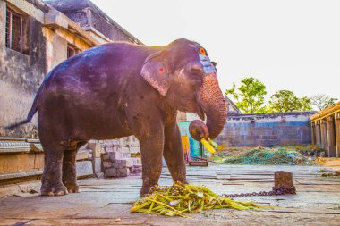 Hampi kutsal Hintli fil