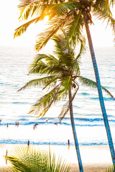 Praia de palmeiras no Oceano Pacífico — Fotografia de Stock