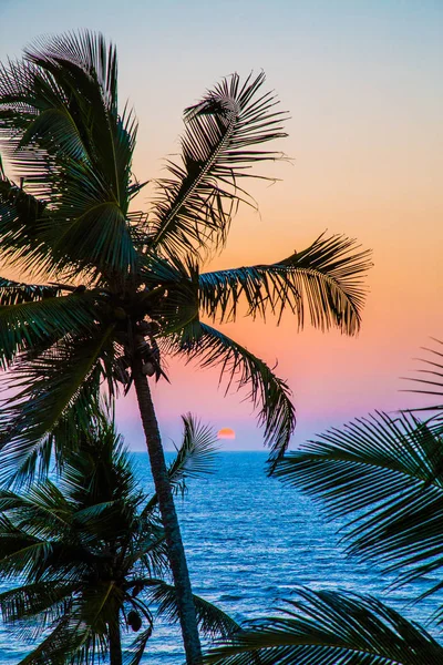 gündoğumu ve palmiye ağaçları