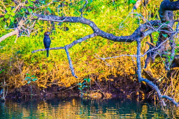 Příroda a ptačí mezi řeky, Indie — Stock fotografie