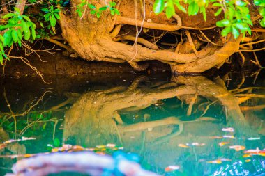 Ağaç kökleri Nehri üzerinde