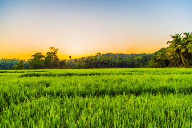 Pirinç alan, Hindistan