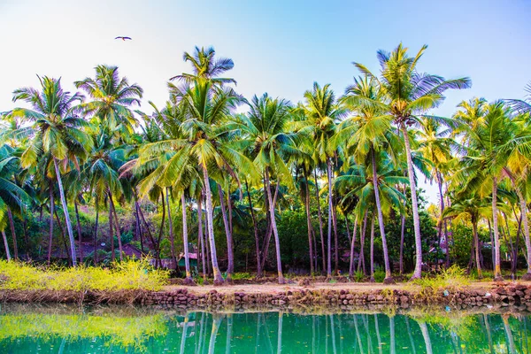 Palms on the river, India — Stock Photo, Image