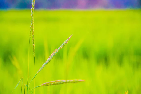 Рисовые поля на реке — стоковое фото