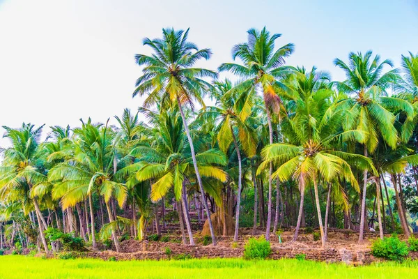 Пальмами і banano дерев, Індія — стокове фото