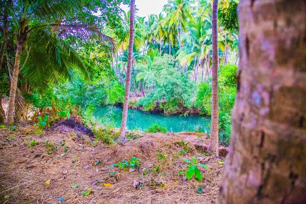 Пальмы в реке, Индия — стоковое фото