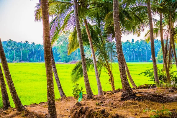 Palm beach on rice field, India