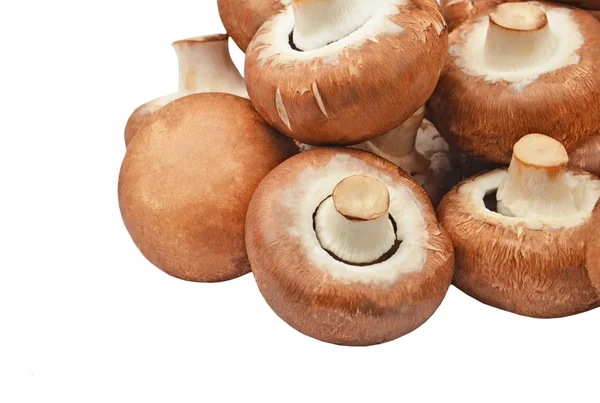 Champignon (verdadeiro cogumelo ) — Fotografia de Stock