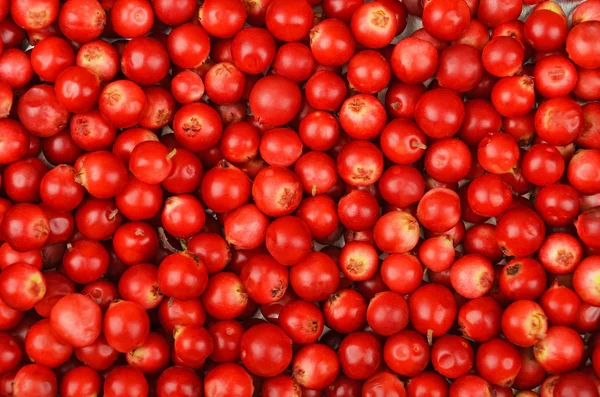 Arándanos rojos (Vaccinium vitis-idaea) —  Fotos de Stock