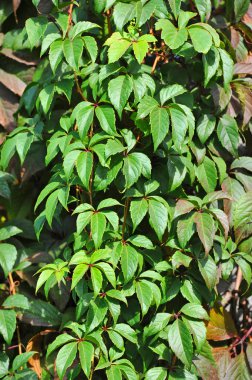 Vahşi asma yaprağı