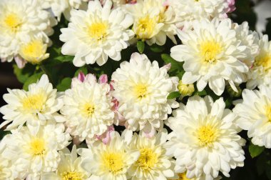 Kasımpatı çiçeği, Dof