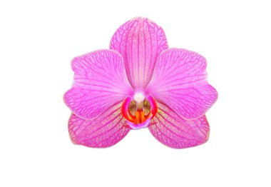 Pembe orkide çiçeği.