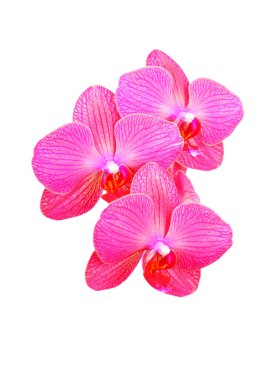 Pembe orkide çiçeği.