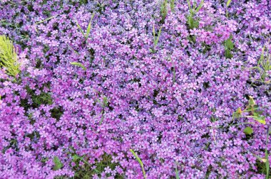 Unutma (Myosotis) çiçek