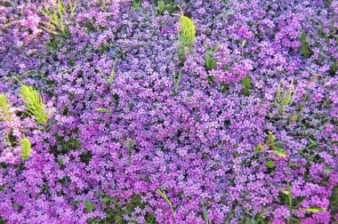 Unutma (Myosotis) çiçek